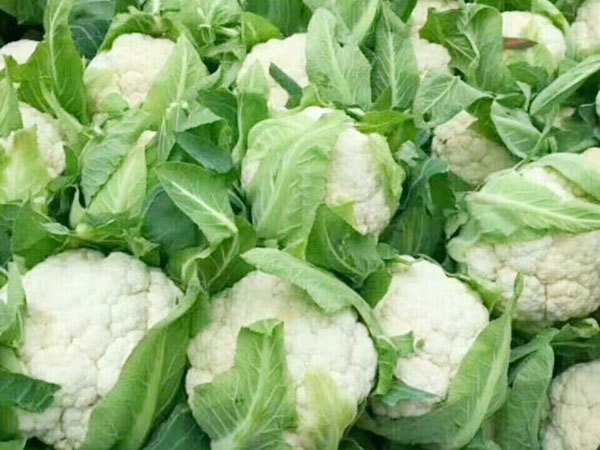 东莞食堂蔬菜配送